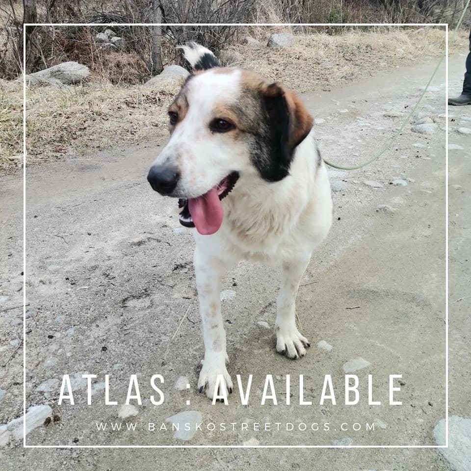 Atlas, Mixed Breed for adoption at Bansko Street Dogs, Bansko