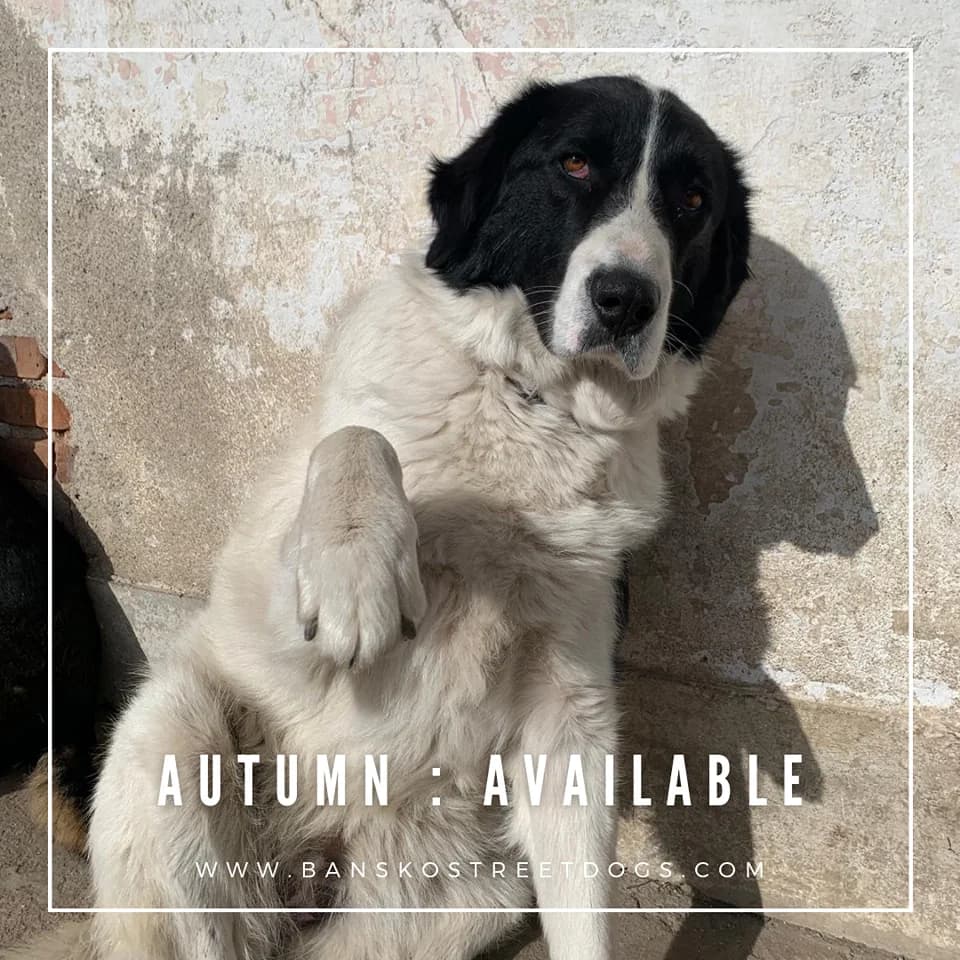 Autumn, Mixed Breed for adoption at Bansko Street Dogs, Bansko