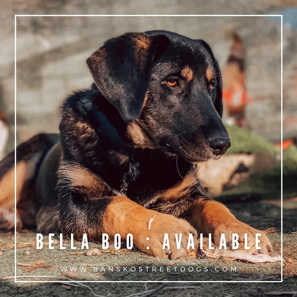 Bella Boo, Mixed Breed for adoption at Bansko Street Dogs, Bansko