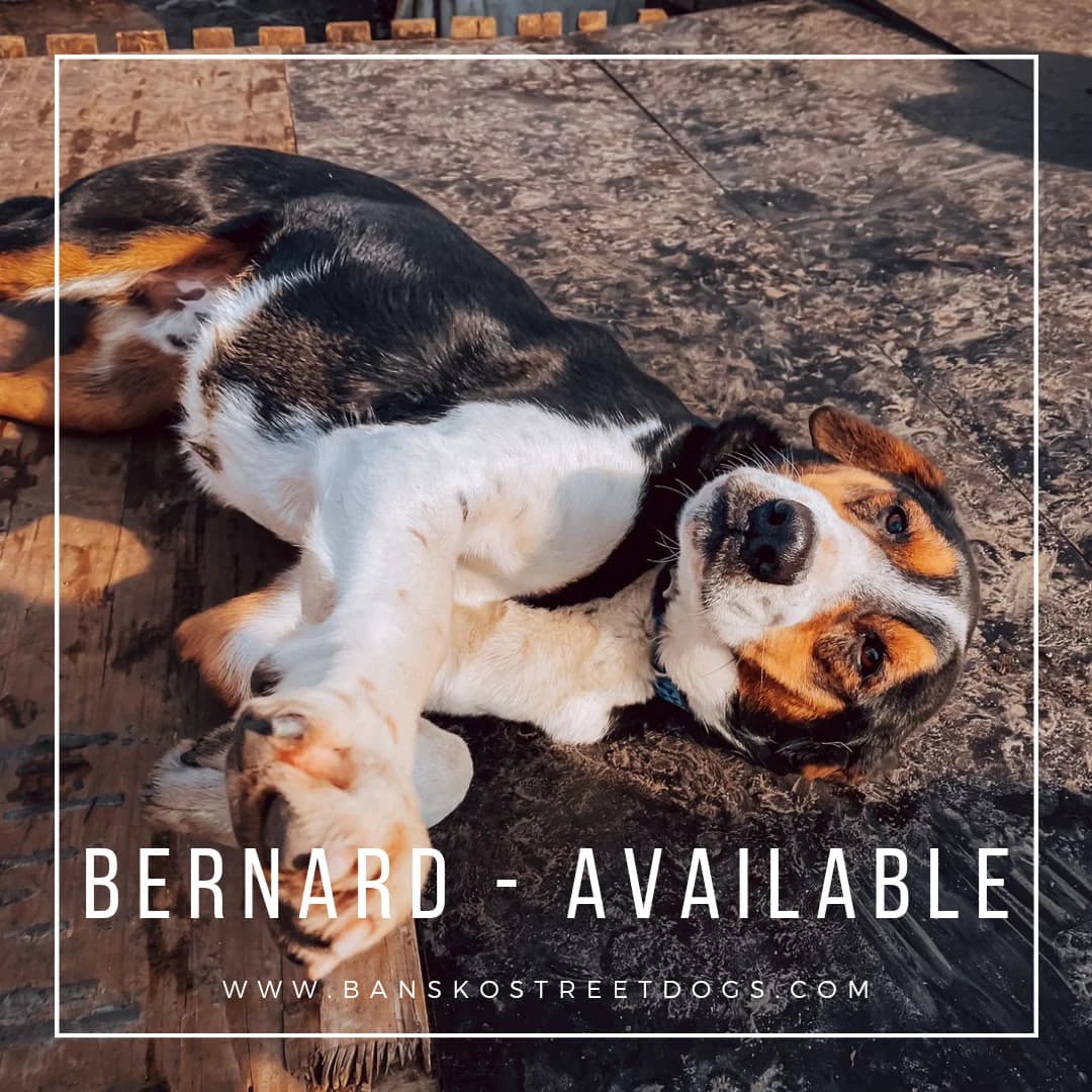 Bernard, Mixed Breed for adoption at Bansko Street Dogs, Bansko