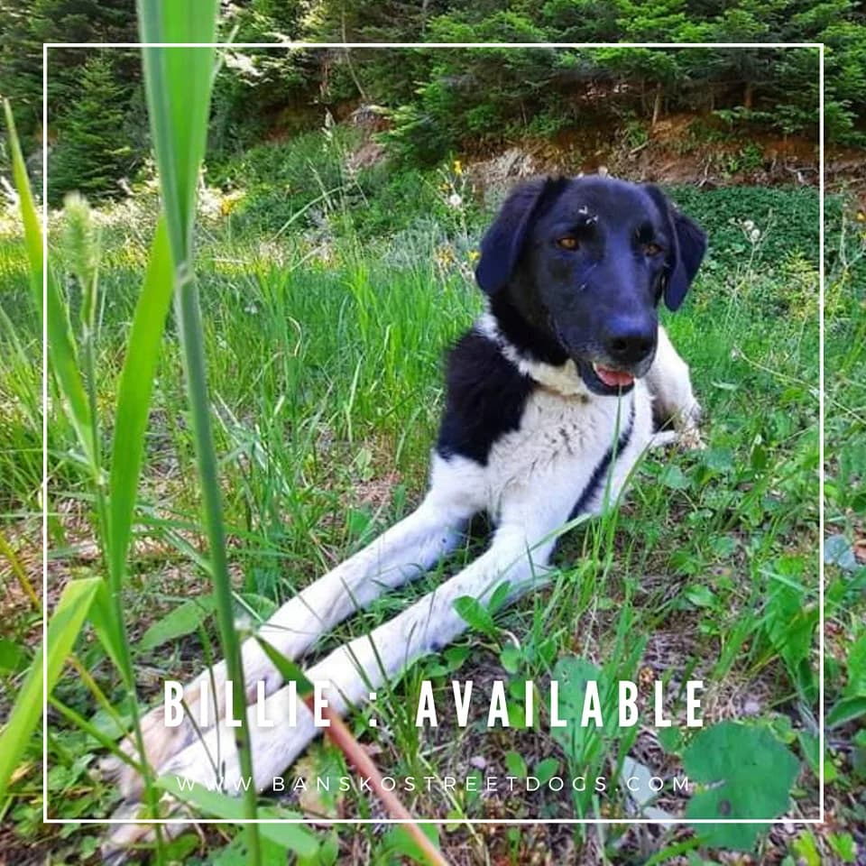 Billie, Mixed Breed for adoption at Bansko Street Dogs, Bansko