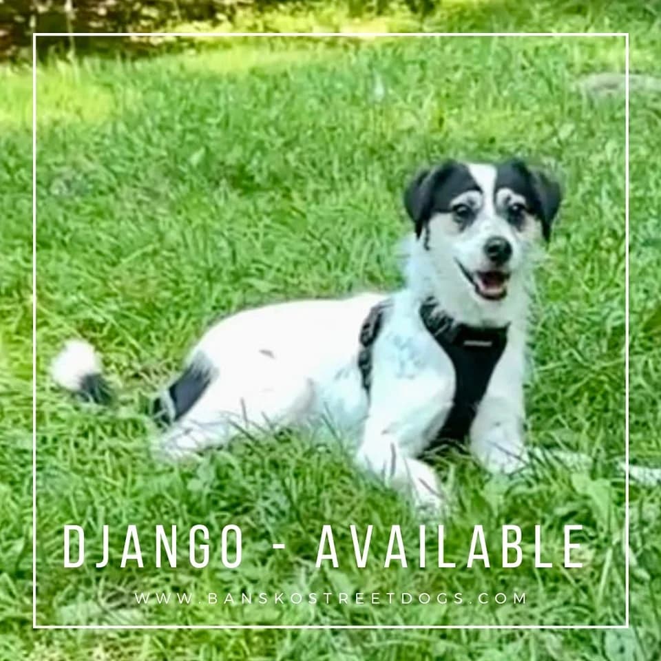 Django, Mixed Breed for adoption at Bansko Street Dogs, Bansko