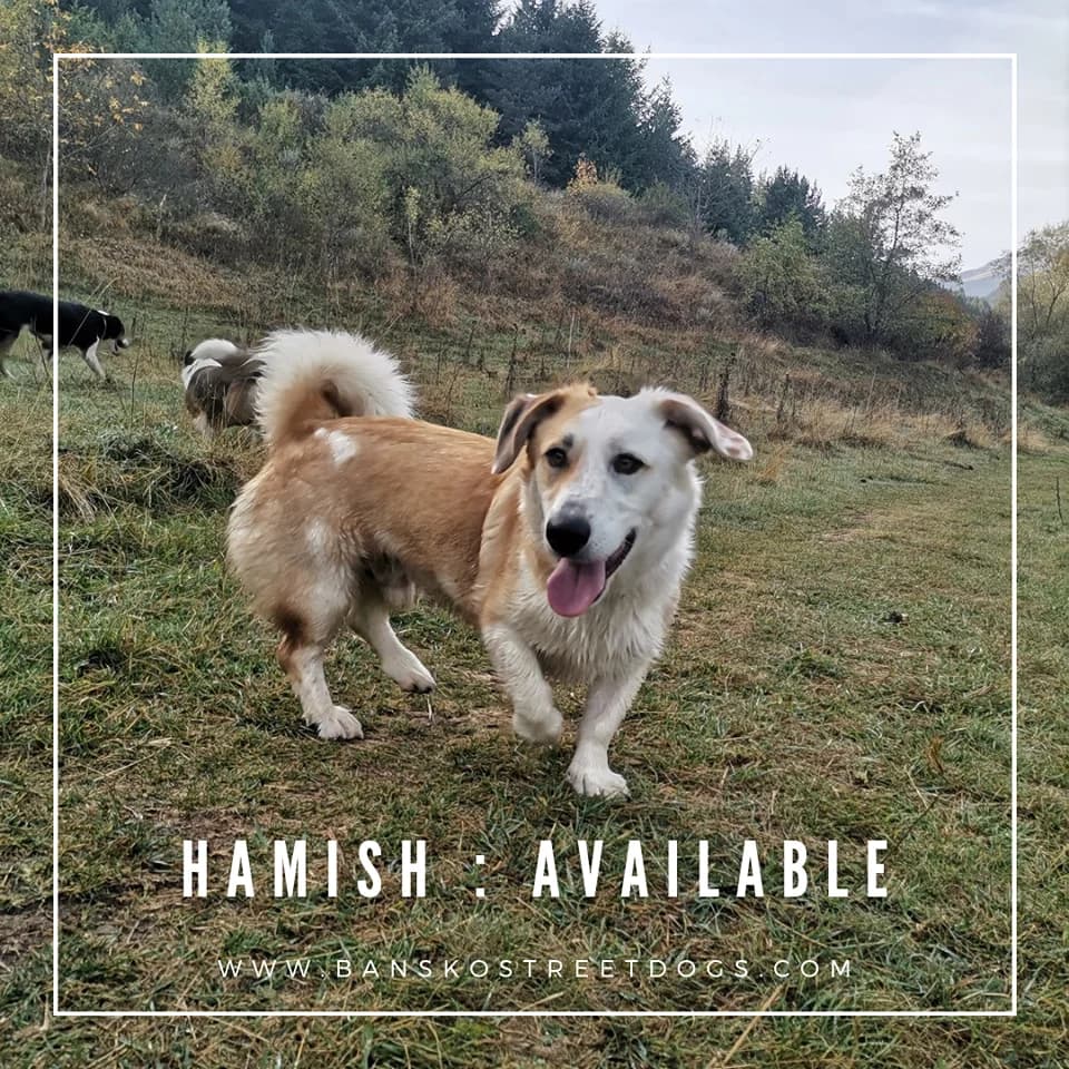 Hamish, Mixed Breed for adoption at Bansko Street Dogs, Bansko