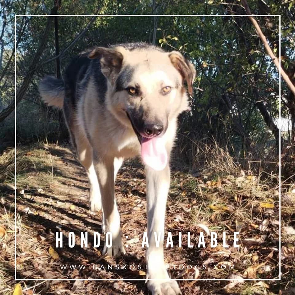 Hondo, Mixed Breed for adoption at Bansko Street Dogs, Bansko