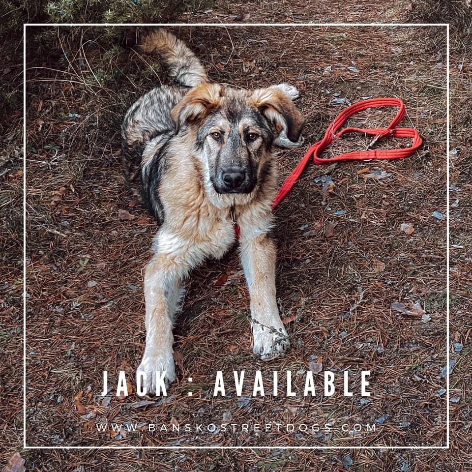 Jack, Mixed Breed for adoption at Bansko Street Dogs, Bansko