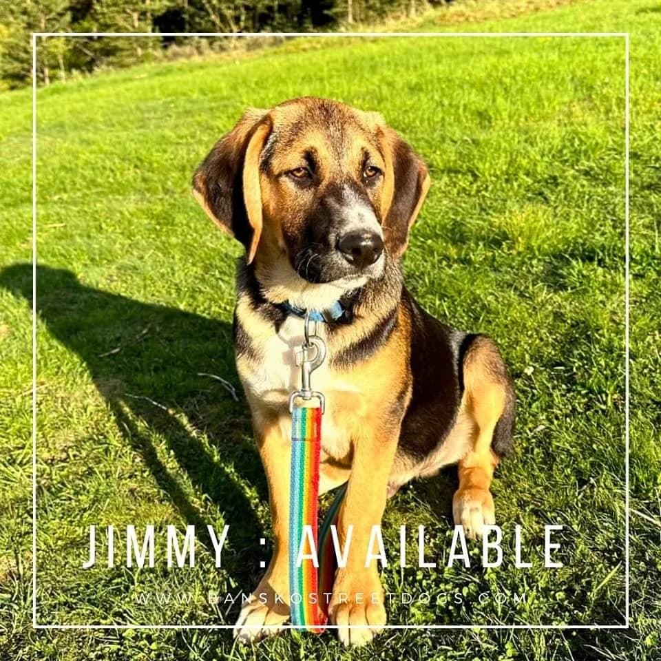 Jimmy, Mixed Breed for adoption at Bansko Street Dogs, Bansko