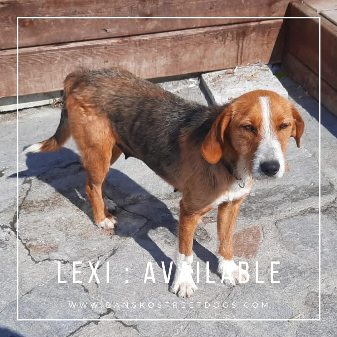 Lexi, Mixed Breed for adoption at Bansko Street Dogs, Bansko
