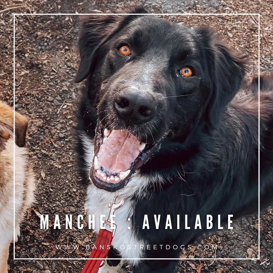 Manchee, Mixed Breed for adoption at Bansko Street Dogs, Bansko