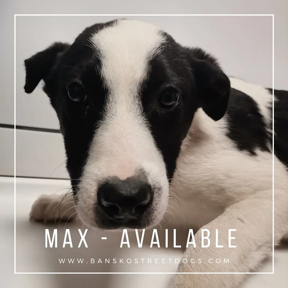 Max, Mixed Breed for adoption at Bansko Street Dogs, Bansko