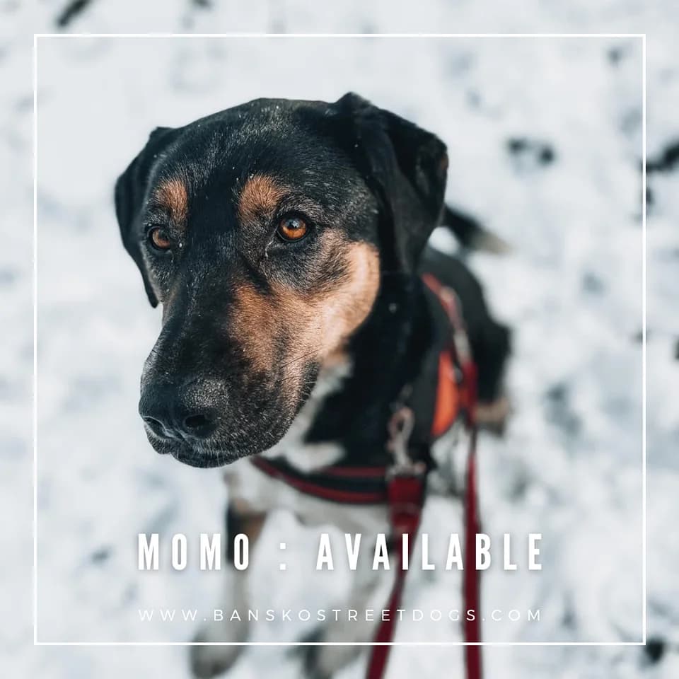 Momo, Mixed Breed for adoption at Bansko Street Dogs, Bansko