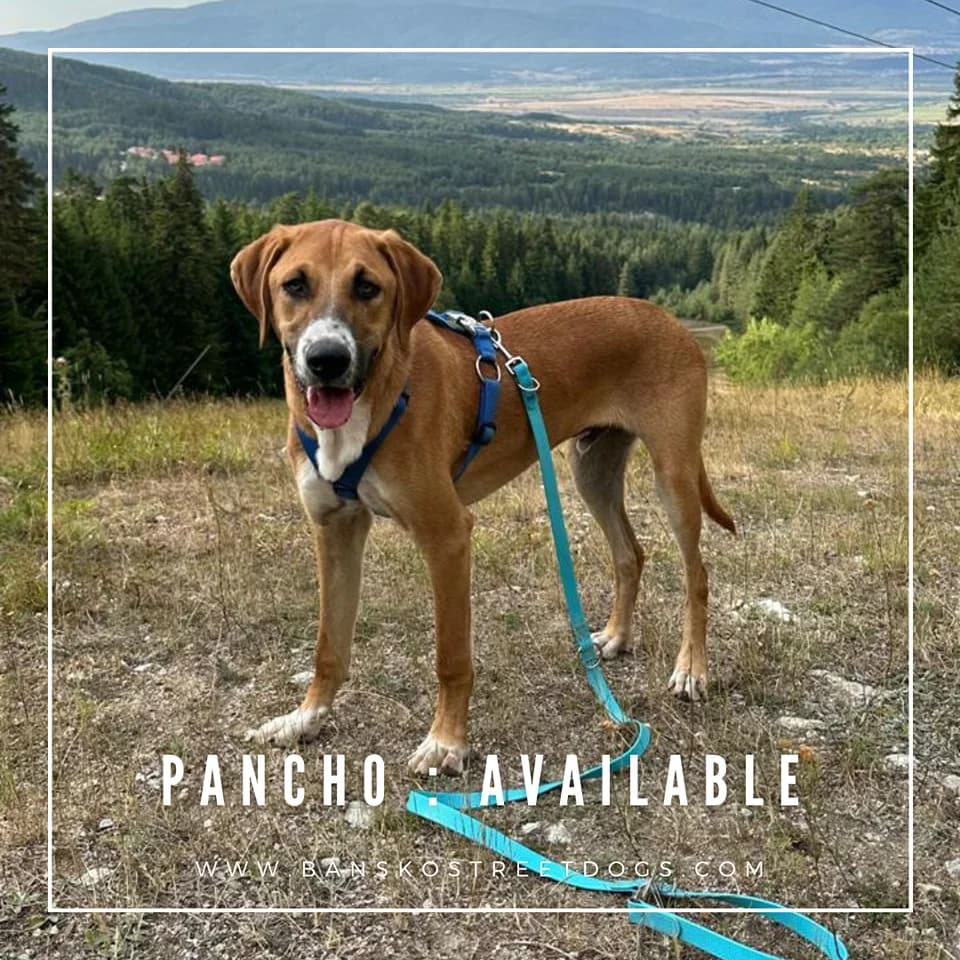 Pancho, Mixed Breed for adoption at Bansko Street Dogs, Bansko