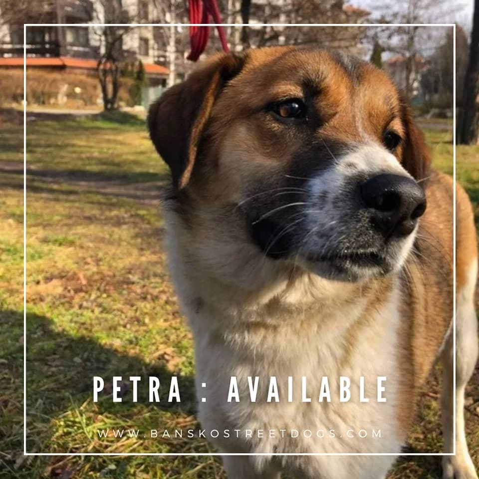 Petra, Mixed Breed for adoption at Bansko Street Dogs, Bansko