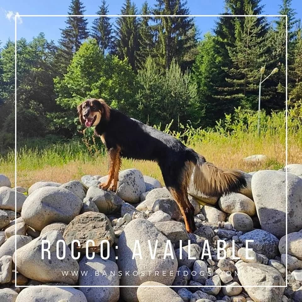 Rocco, Mixed Breed for adoption at Bansko Street Dogs, Bansko