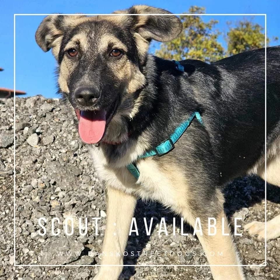 Scout, Mixed Breed for adoption at Bansko Street Dogs, Bansko