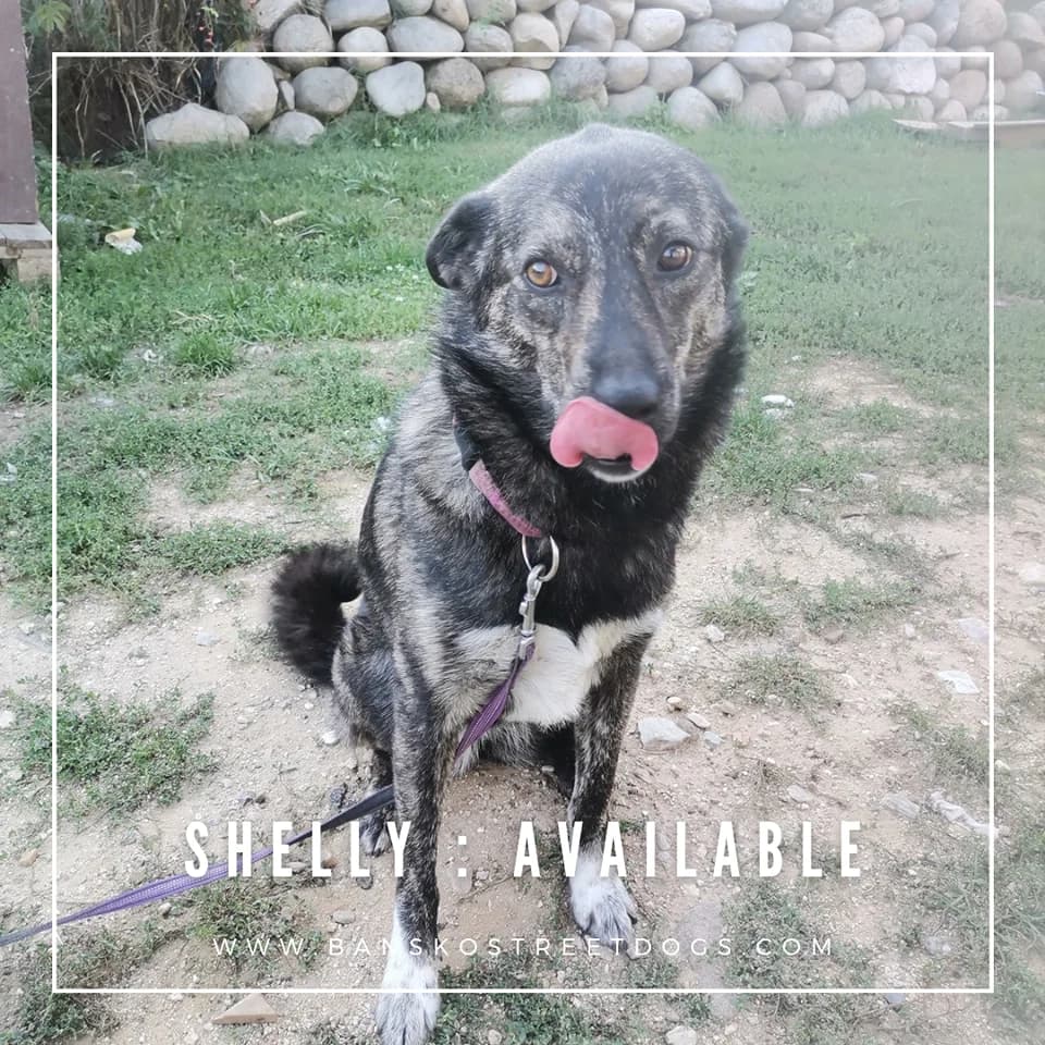 Shelly, Mixed Breed for adoption at Bansko Street Dogs, Bansko