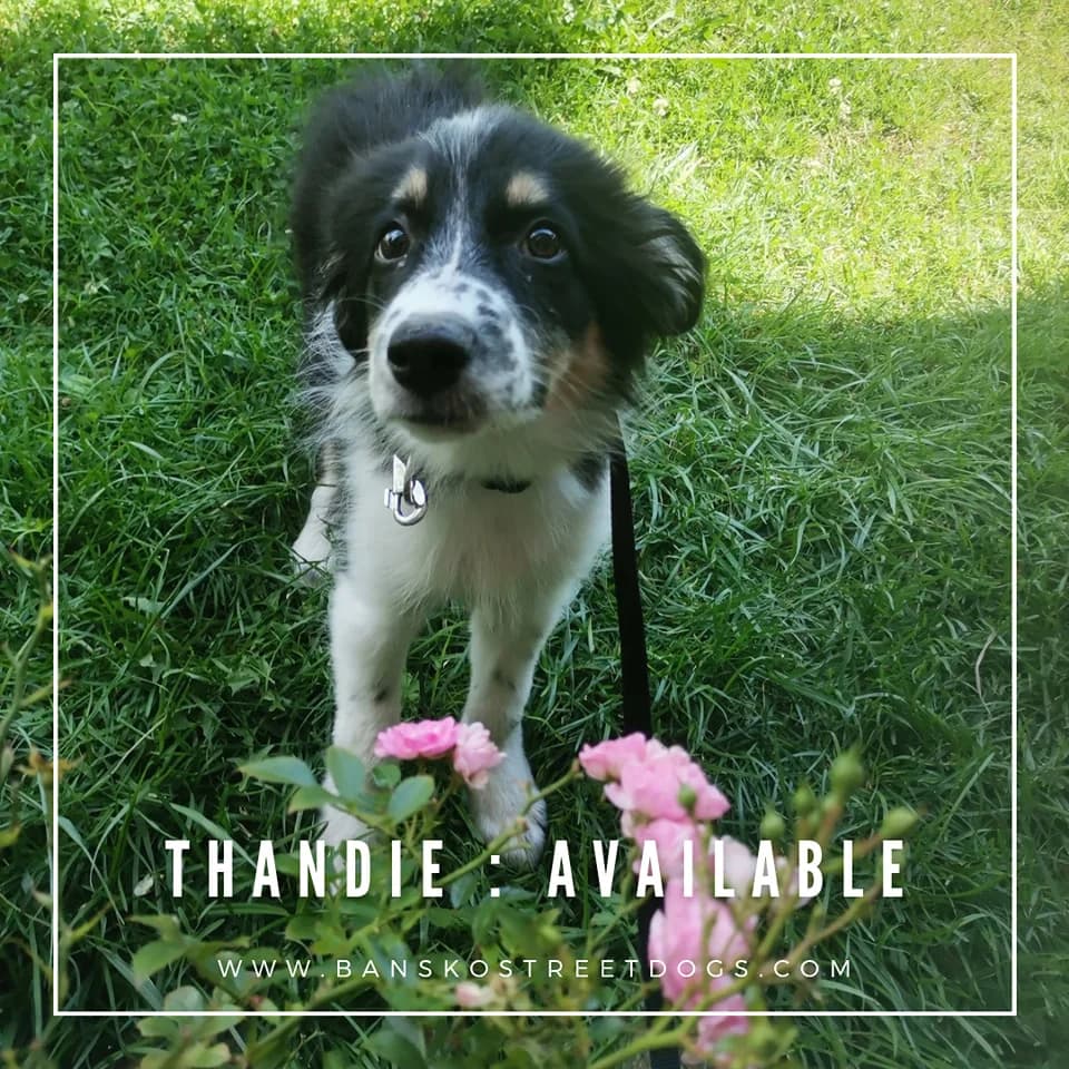 Thandie, Mixed Breed for adoption at Bansko Street Dogs, Bansko