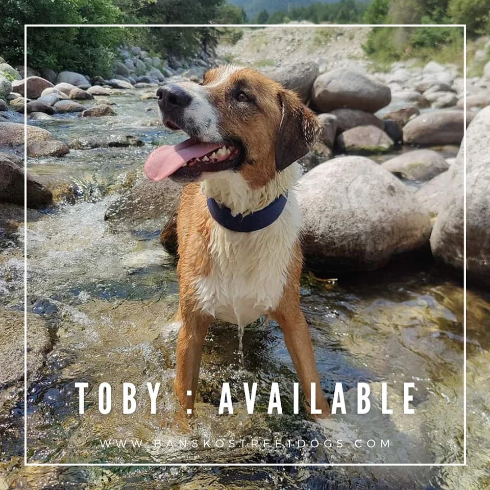 Toby, Mixed Breed for adoption at Bansko Street Dogs, Bansko