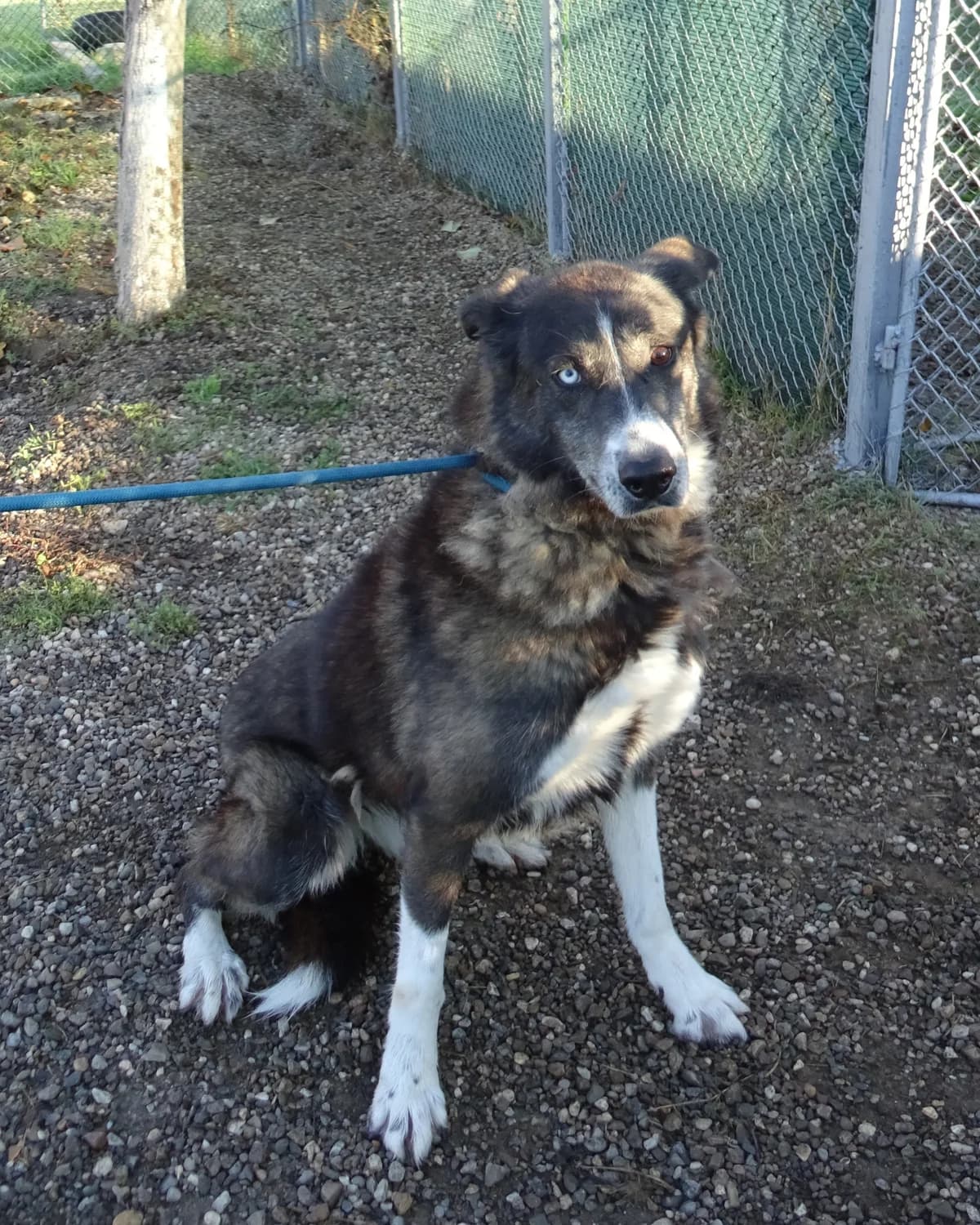 krastoska (кръстоска), female mixed breed for adoption at ОП Зооветеринарен Комплекс Пловдив