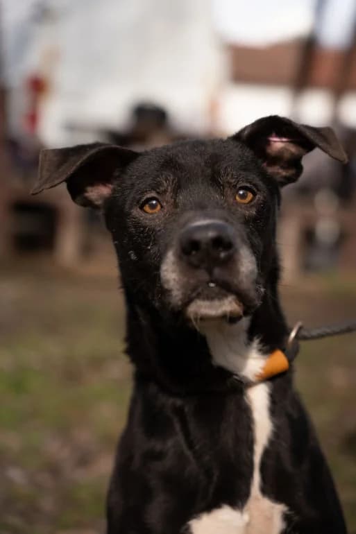 Archi (Арчи), male Mixed Breed for adoption at Ecoravnovesie Sofia, Sofia