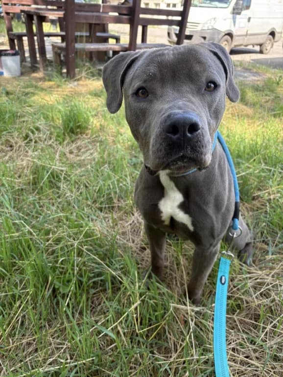 Ares (Арес), male 3yo Pit Bull Terrier for adoption at Ecoravnovesie Sofia, Sofia