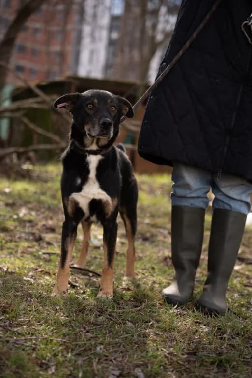 Bogi (Боги), male mixed breed for adoption at Ecoravnovesie Sofia, Sofia
