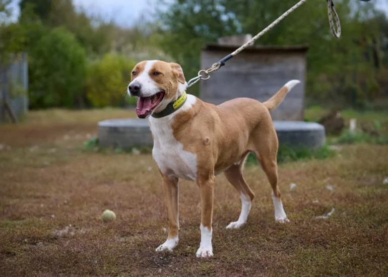 Badi (Бъди), male 4yo Mixed Breed for adoption at Ecoravnovesie Sofia, Sofia