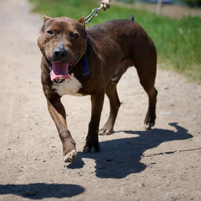 Bastar (Бъстър), male Pit Bull Terrier for adoption at Ecoravnovesie Sofia, Sofia