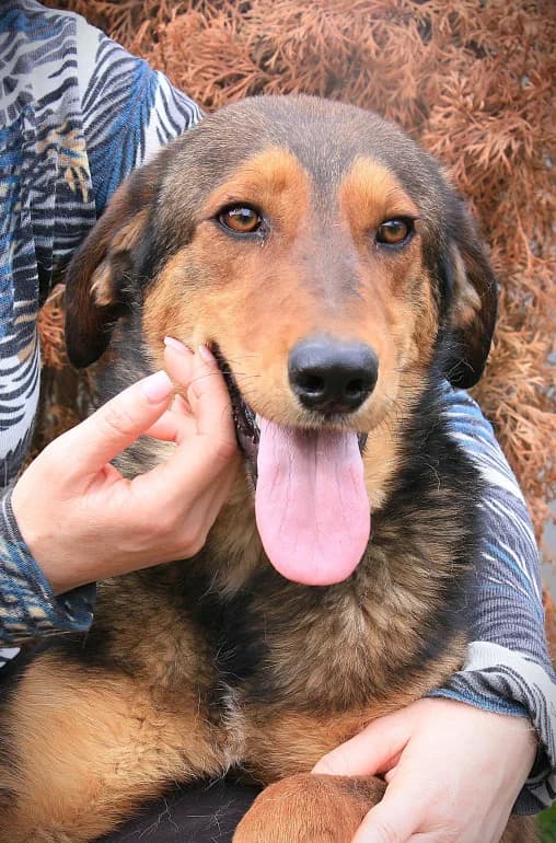 Dark (Дарк), male Mixed Breed for adoption at Ecoravnovesie Sofia, Sofia