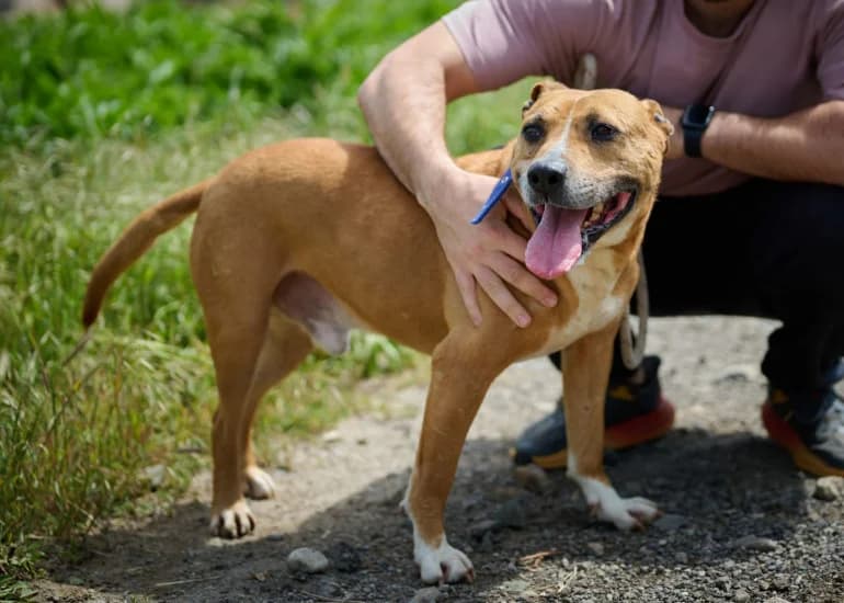 Eros (Ерос), male mixed breed for adoption at Ecoravnovesie Sofia, Sofia