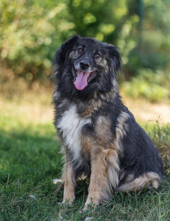 Grisho (Гришо), male senior mixed breed for adoption at Ecoravnovesie Sofia, Sofia