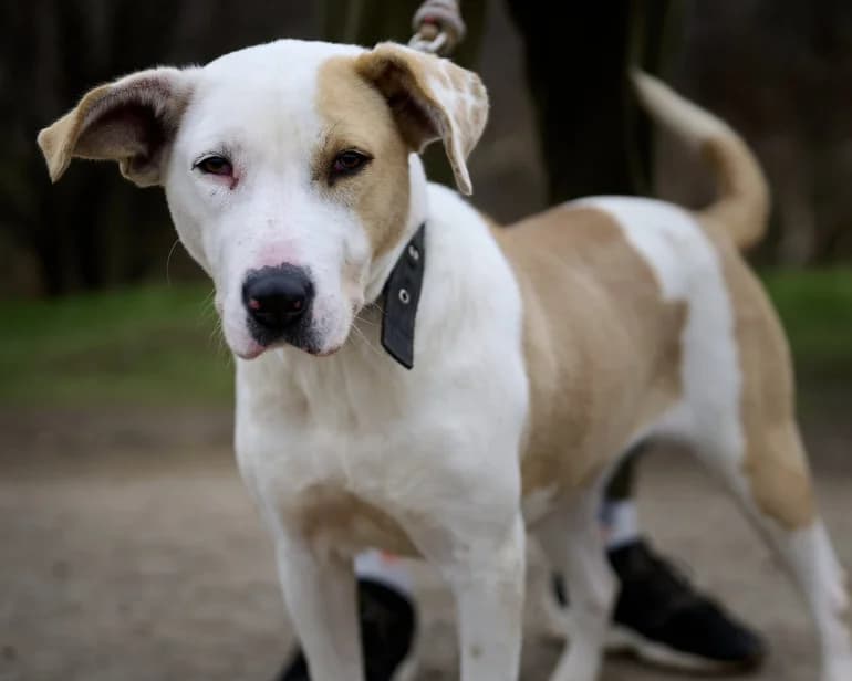 Kaya (Кая), female puppy mixed breed for adoption at Ecoravnovesie Sofia, Sofia