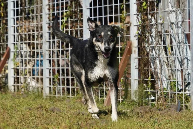 Konstantin (Константин), male mixed breed for adoption at Ecoravnovesie Sofia, Sofia