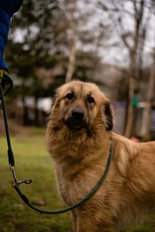 Krem (Крем), female 5yo mixed breed for adoption at Ecoravnovesie Sofia, Sofia