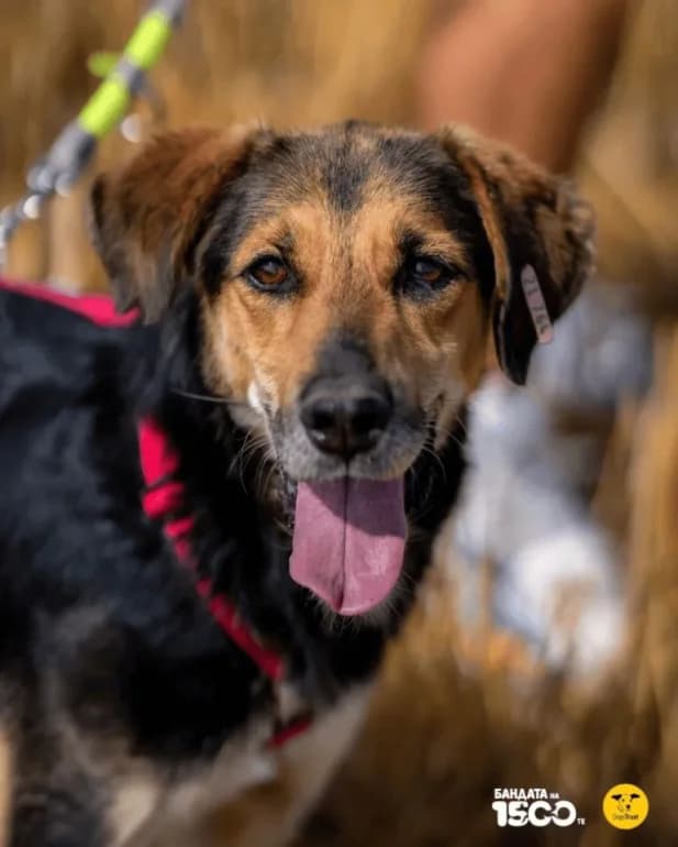 Lena (Лена), female mixed breed for adoption at Ecoravnovesie Sofia, Sofia