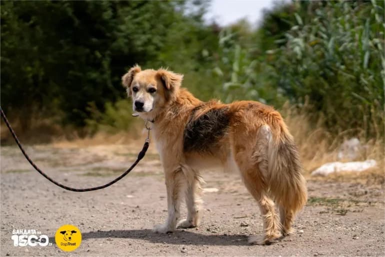 Mecho (Мечо), male 7yo mixed breed for adoption at Ecoravnovesie Sofia, Sofia