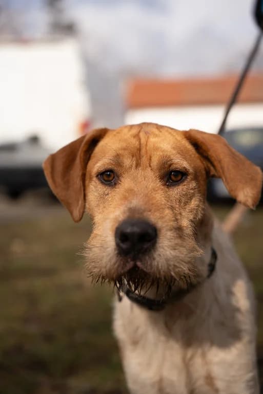 Misho (Мишо), male mixed breed for adoption at Ecoravnovesie Sofia, Sofia