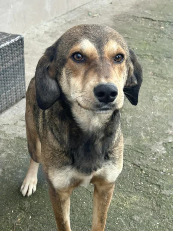 Nayda (Найда), female Mixed Breed for adoption at Ecoravnovesie Sofia, Sofia