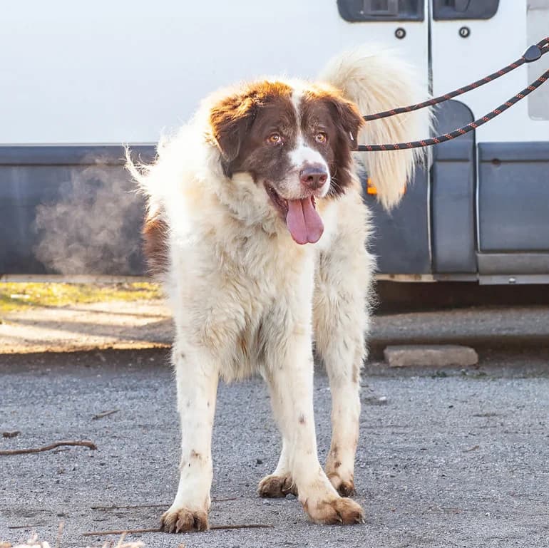 Nartsis (Нарцис), male mixed breed for adoption at Ecoravnovesie Sofia, Sofia