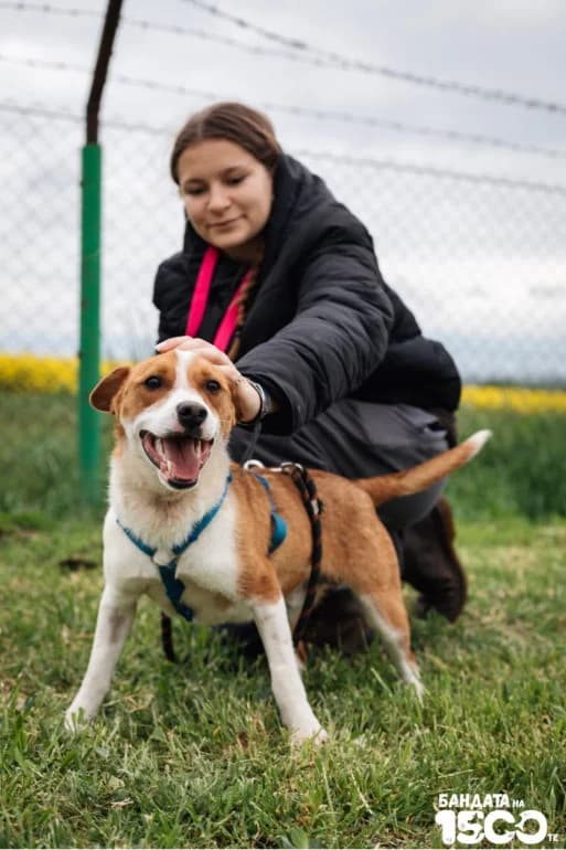 Oskar (Оскар), male mixed breed for adoption at Ecoravnovesie Sofia, Sofia