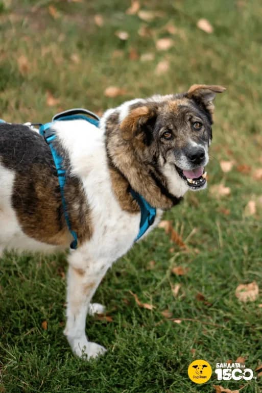 Pencho (Пенчо), male senior mixed breed for adoption at Ecoravnovesie Sofia, Sofia