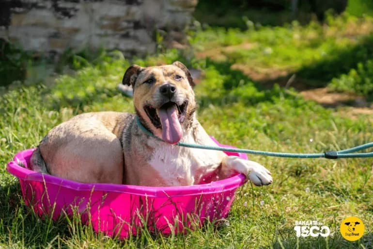 Rafa (Рафа), male 6yo mixed breed for adoption at Ecoravnovesie Sofia, Sofia