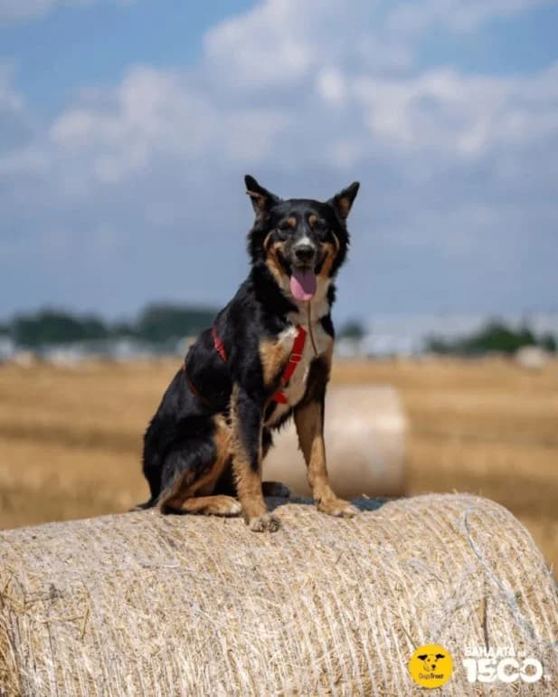 Rino (Рино), male mixed breed for adoption at Ecoravnovesie Sofia, Sofia