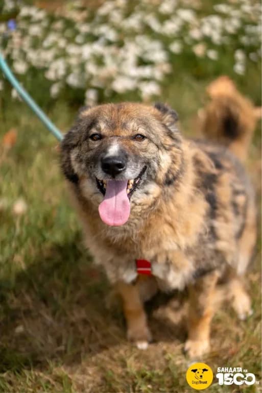 Rasel (Ръсел), male 6yo mixed breed for adoption at Ecoravnovesie Sofia, Sofia