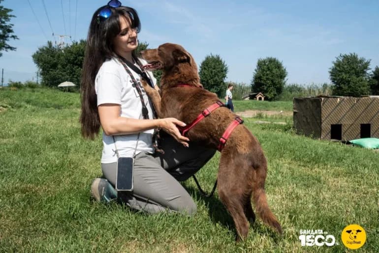 Shokoladka (Шоколадка), female 5yo mixed breed for adoption at Ecoravnovesie Sofia, Sofia