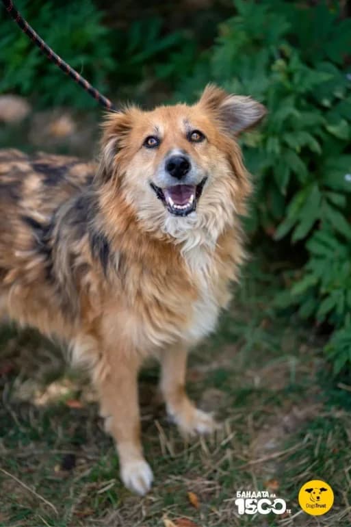 Strakhil (Страхил), male 7yo Mixed Breed for adoption at Ecoravnovesie Sofia, Sofia