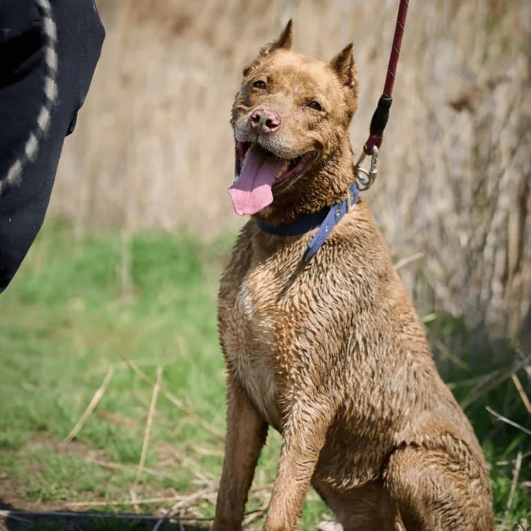 Tigar (Тигър), male mixed breed for adoption at Ecoravnovesie Sofia, Sofia