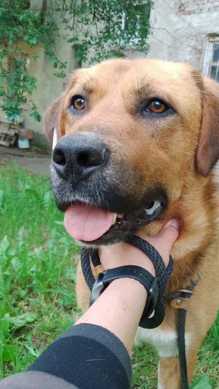 Yanko (Янко), male 4yo mixed breed for adoption at Ecoravnovesie Sofia, Sofia