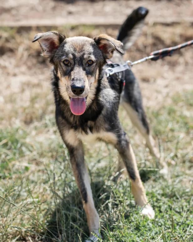 Zhak (Жак), male puppy mixed breed for adoption at Ecoravnovesie Sofia, Sofia