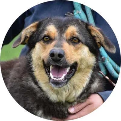 Angela, female young Mixed Breed for adoption at Every Dog Matters EU, Kostinbrod