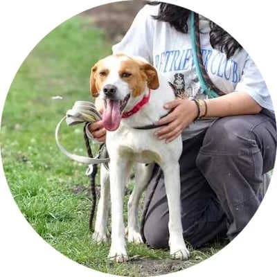 Caramello, male Mixed Breed for adoption at Every Dog Matters EU, Kostinbrod